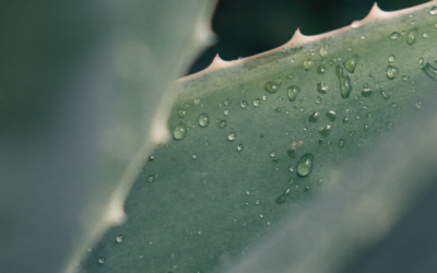 Aloë Vera Haarmasker